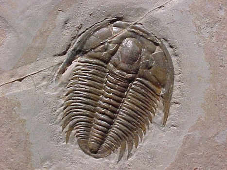 Image of a trilobite